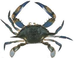 Kaboria Seafood